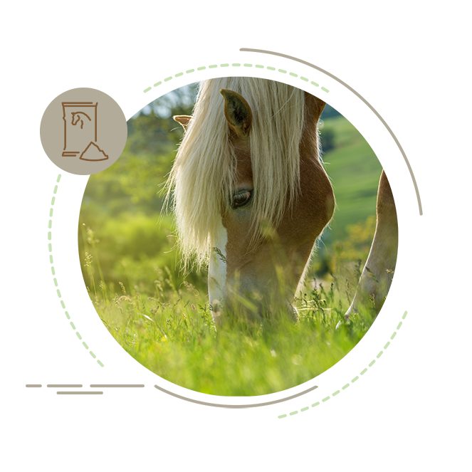 teaser bild fellwechsel pferde wiese[1]